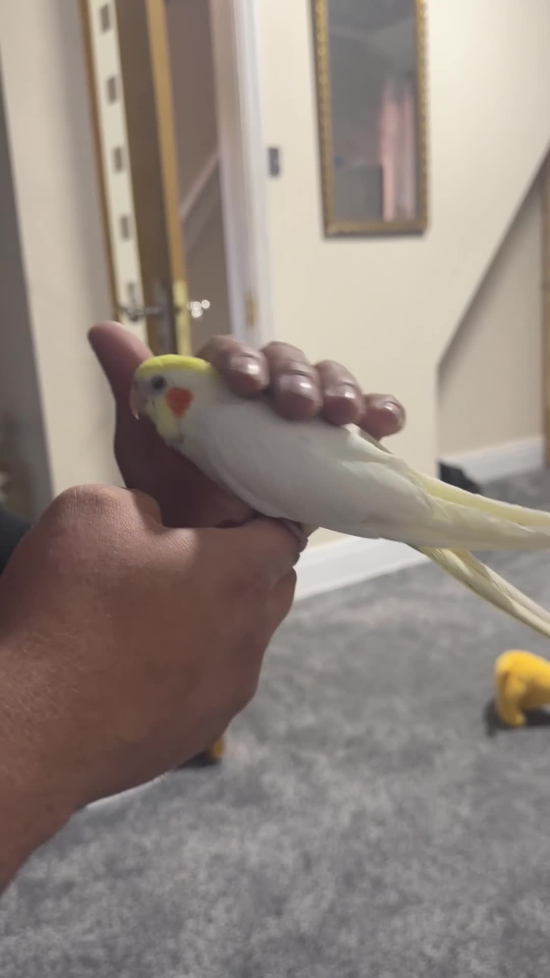 Cockatiels birds for sale: Baby cocktails - Video 1