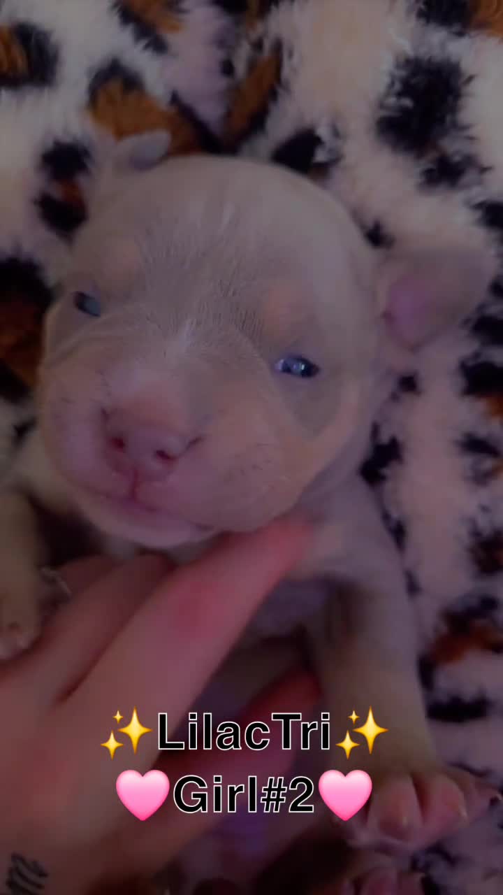 American Bully dogs for sale: ✨️American Bully (Pocket) Puppies✨️ - Video 2