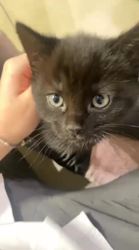 Mixed Breed cats for sale: male kitten - Video 1