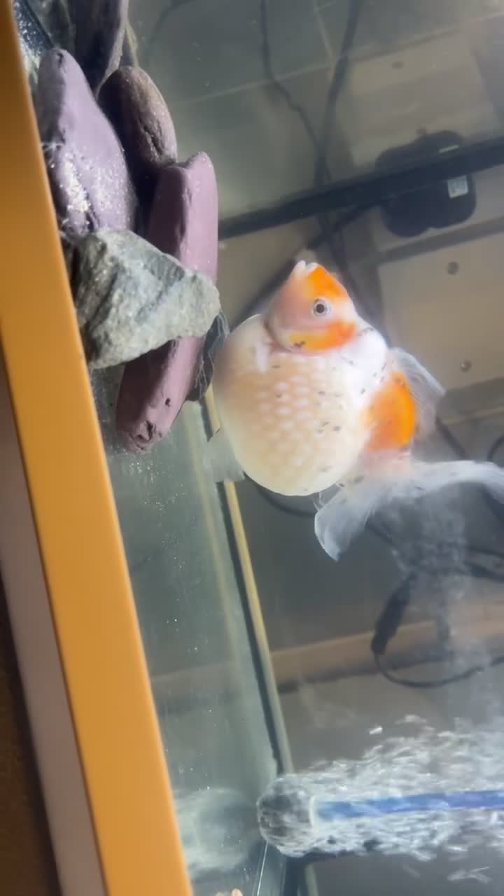 Fancy Goldfish fish for sale: Giant pearlscale goldfish  - Video 1