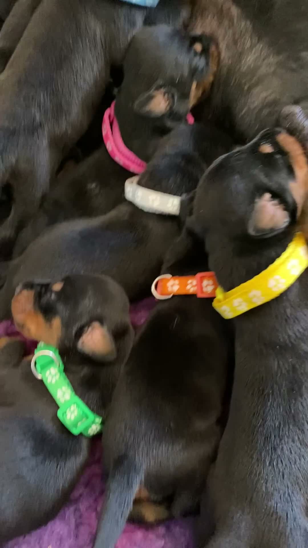 Dobermann dogs for sale: KC REGISTERED DOBERMAN PUPPIES - Video 1