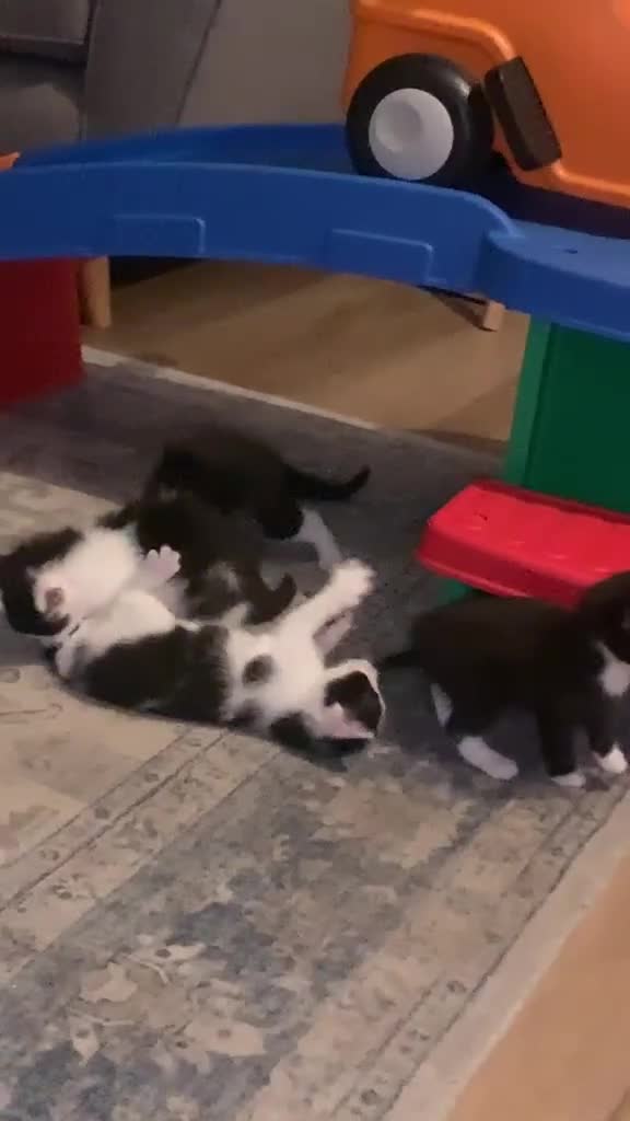 Mixed Breed cats for sale: Mixed Breed Kittens  in Wadebridge - Video 1