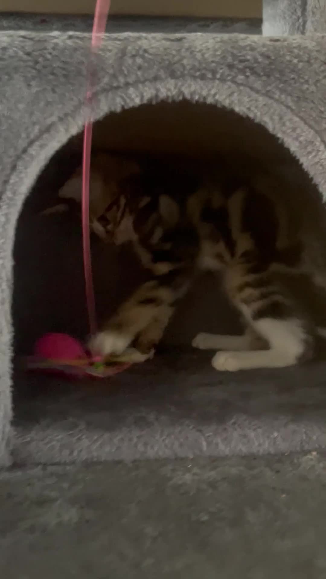 Bengal cats for sale: 🌟 Stunning Male Bengal Kittens – 3 Months Old 🌟 - Video 2