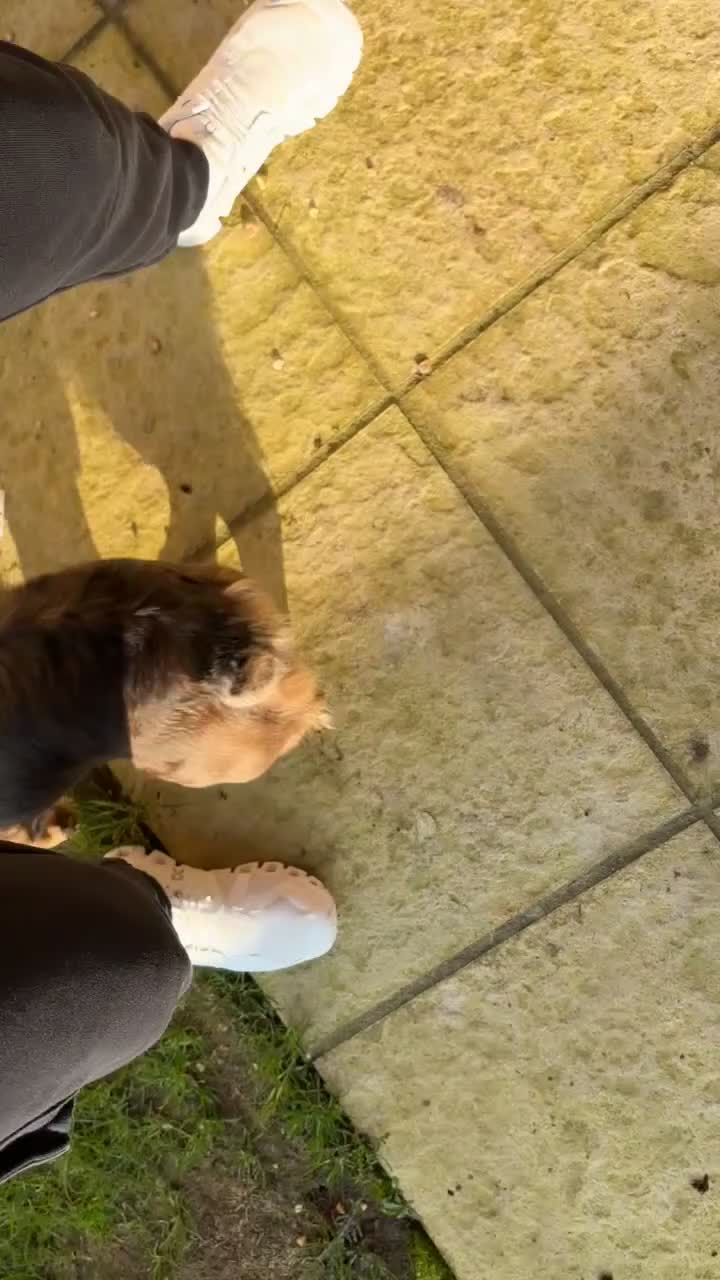 French Bulldog dogs for sale: Ariel Fluffy Frenchie - Video 3