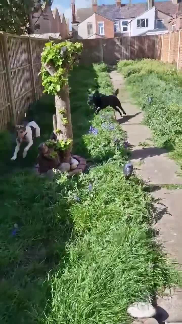 Mixed Breed dogs for adoption: Nora is looking for a loving forever home in Withernsea - Video 2