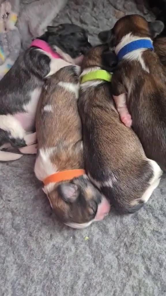 Shih Tzu dogs for sale: Shih-Tzu Puppies For Sale in Bellshill - Video 2