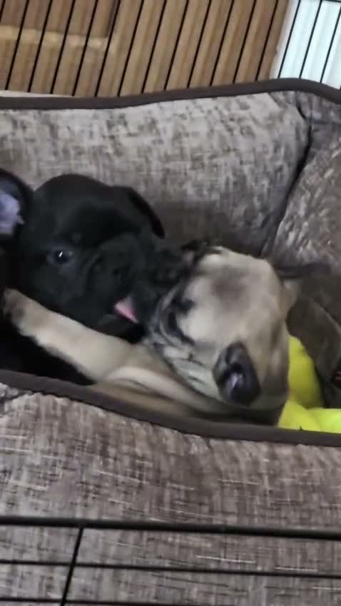 French Bulldog dogs for sale: Daisy and Rolf - Video 1