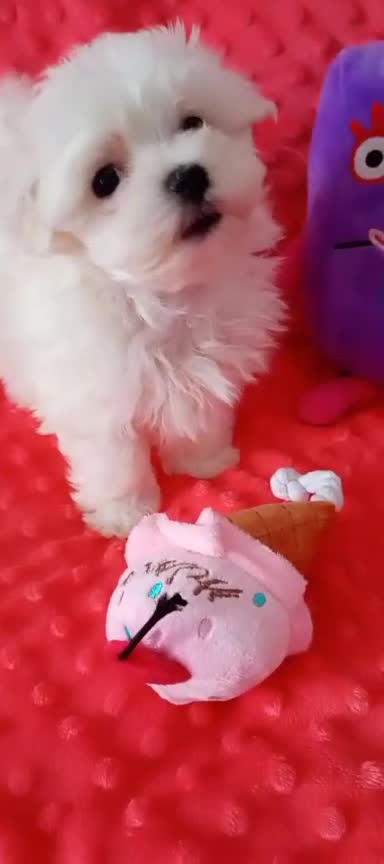 Maltese dogs for sale: Last one Tiny Maltese Boy. Ready now.New pictures - Video 1