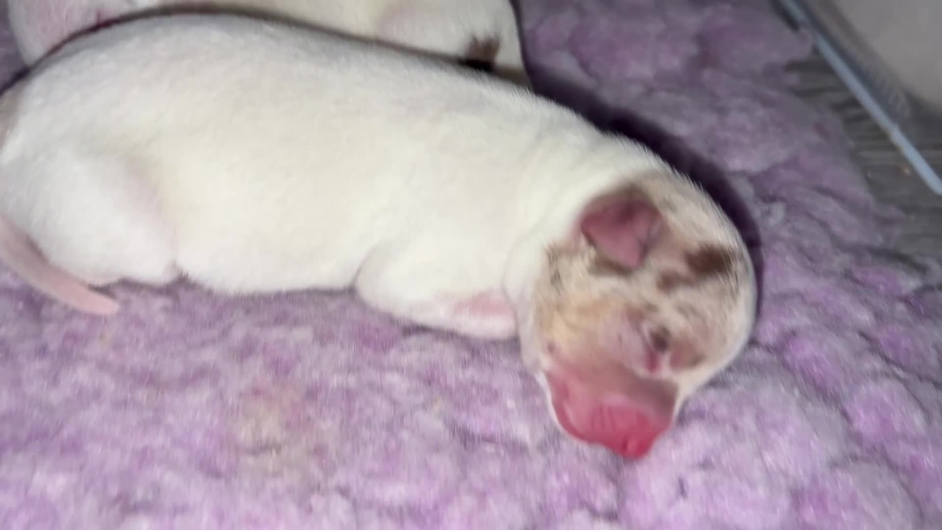 Chihuahua dogs for sale: 🐶 xxs Stunning pure chihuahua pups 🐶 - Video 2