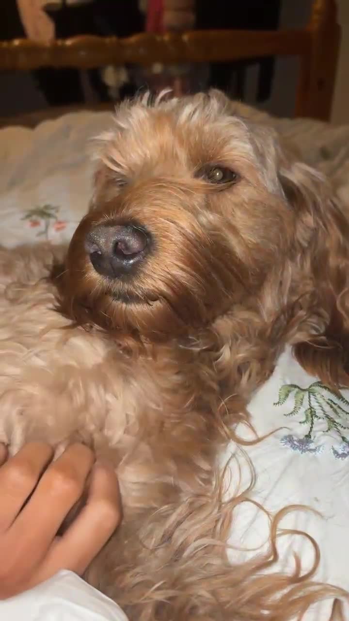 Mini Goldendoodle dogs for sale: 2 Mini Goldendoodle girls - Video 3