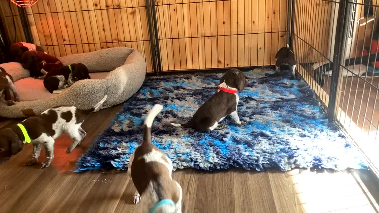 German Shorthaired Pointer dogs for sale: SENSEI-SAINTS German Shorthaired Pointers - Video 5