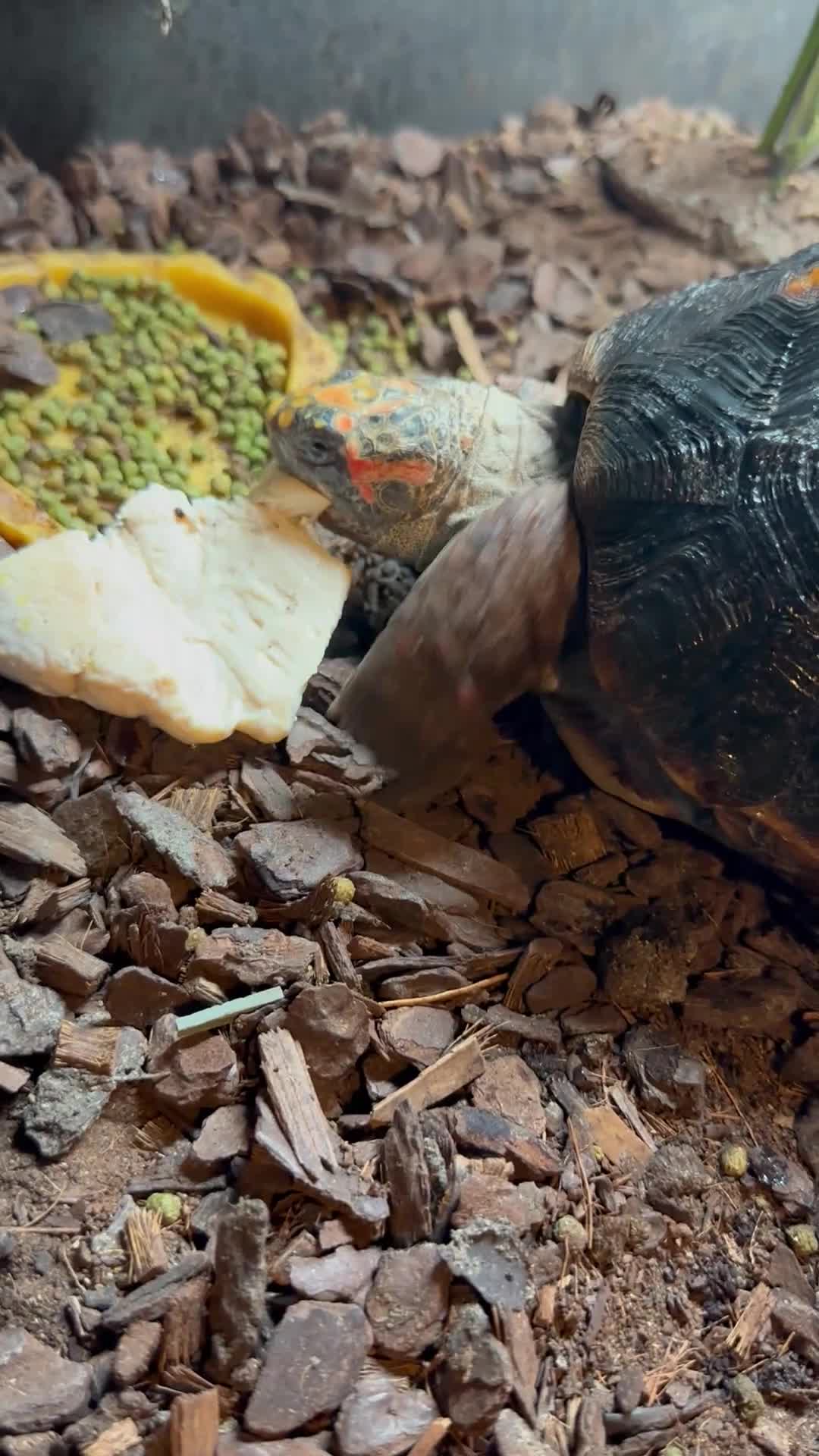 Tortoise reptiles for sale: Red foot tortoise  - Video 1
