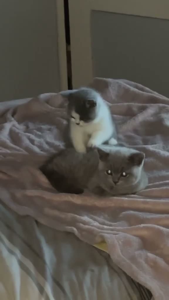 British Shorthair cats for sale: British shorthairs kittens  ready now - Video 1