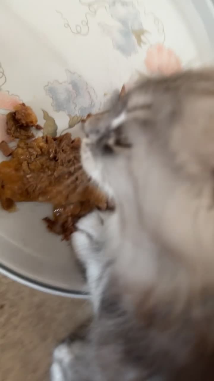 Maine Coon cats for sale: Maine coon TICA black silver tabbies  - Video 2