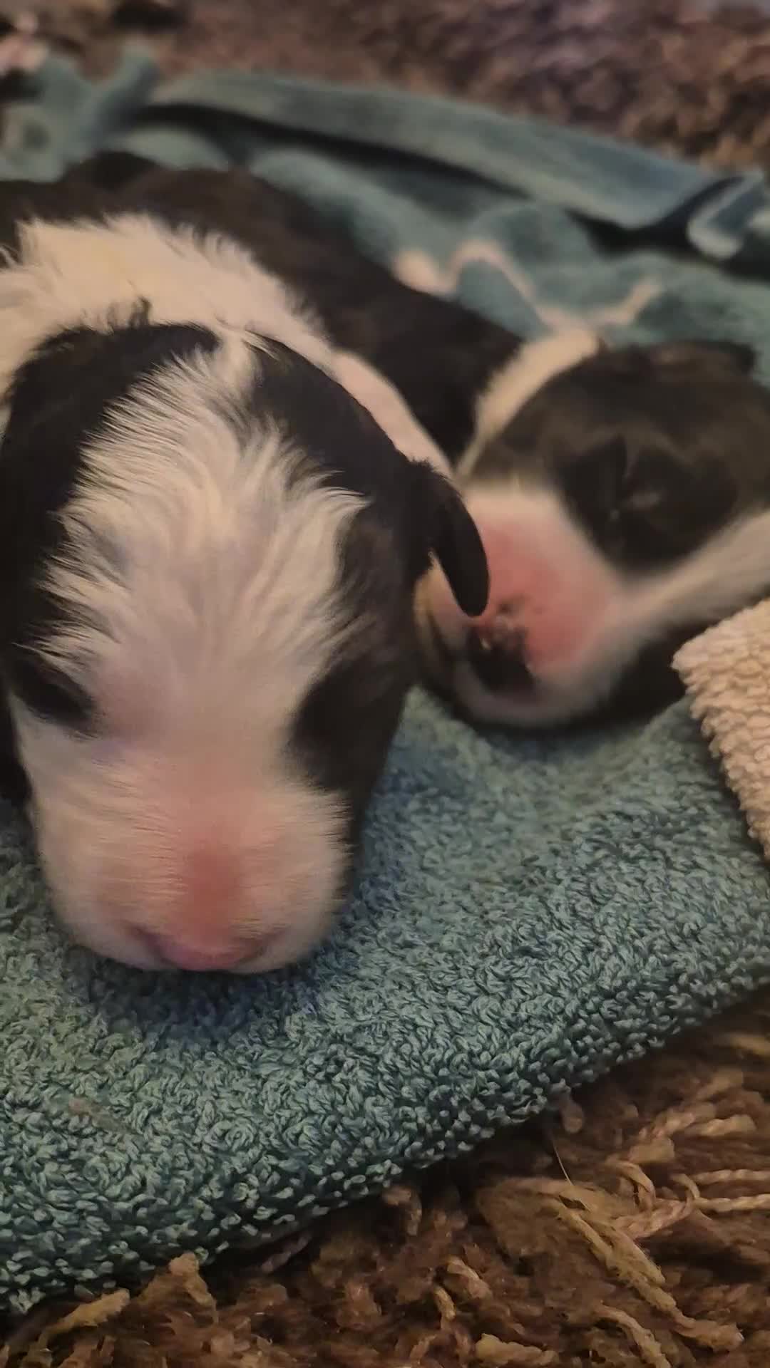 Mixed Breed dogs for sale: Old English Sheepdog puppies  OES X Golden Oldie - Video 1