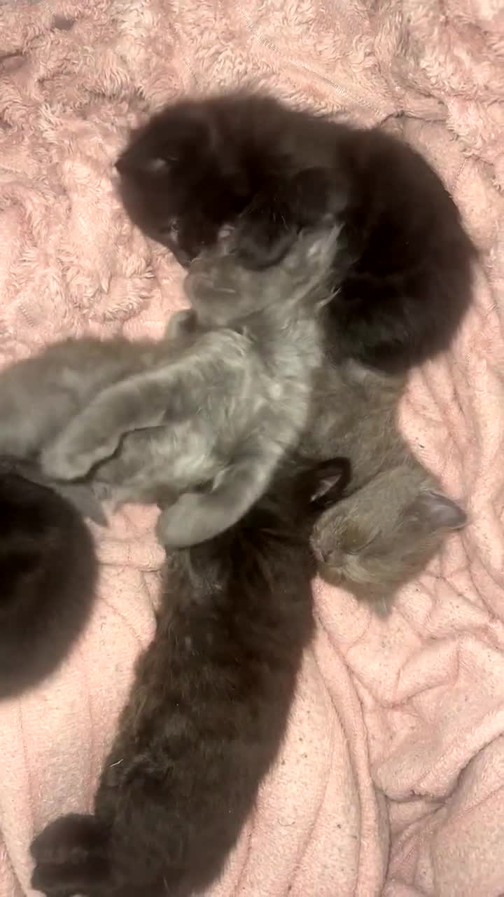 Mixed Breed cats for sale: Domestic short hair x ragdoll - Video 1