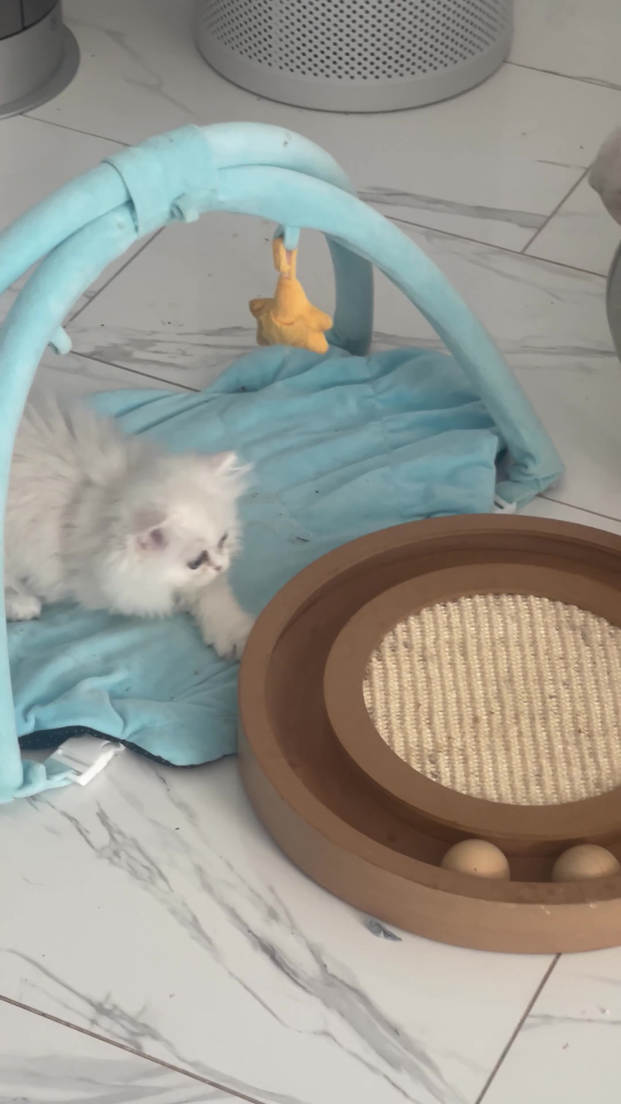 Persian cats for sale: Silver Persian chinchilla kittens, 2 Male 1 Female - Video 2