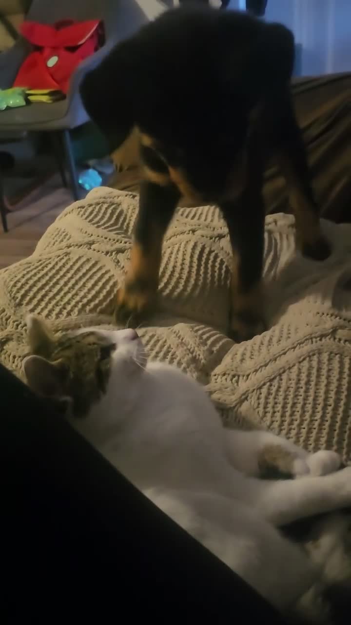 Rottweiler dogs for sale: Rottweiler - Video 1