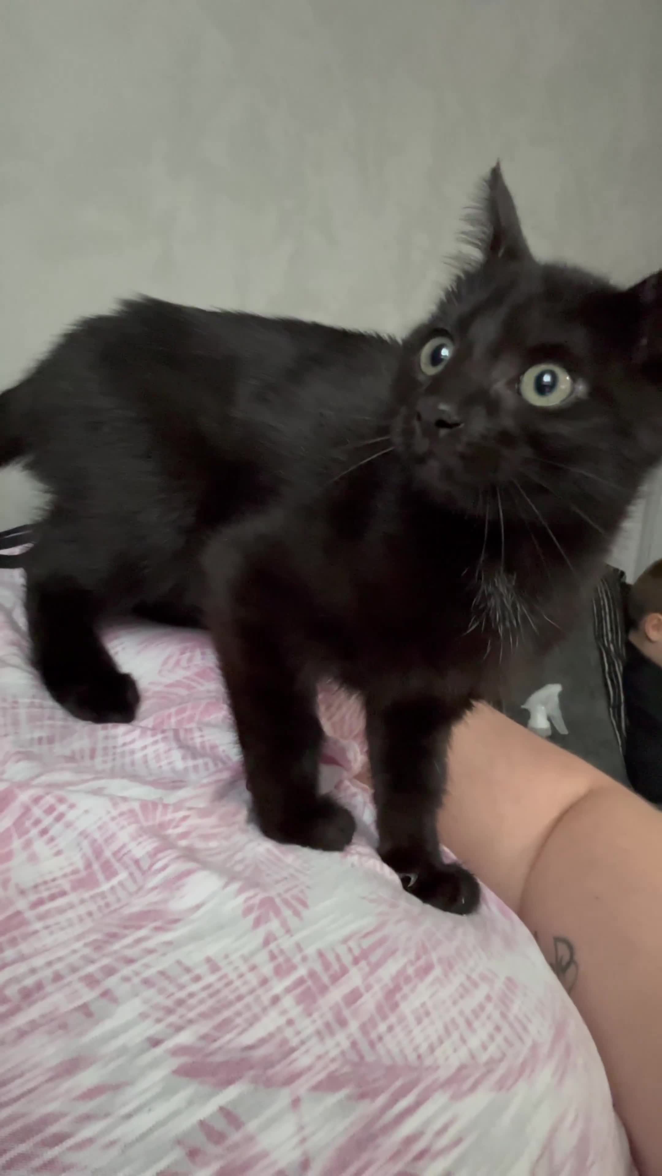 Mixed Breed cats for sale: Female kitten - Video 1