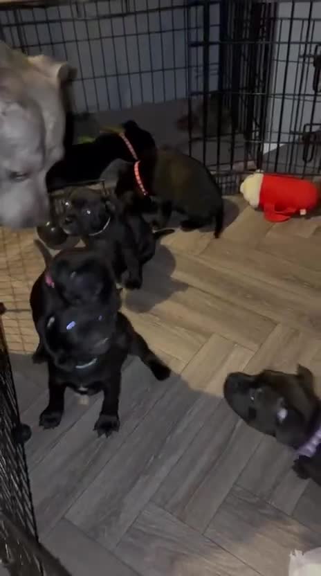 Staffordshire Bull Terrier dogs for sale: Staffordshire bullterrier (LAST 1 ) ready to go - Video 1