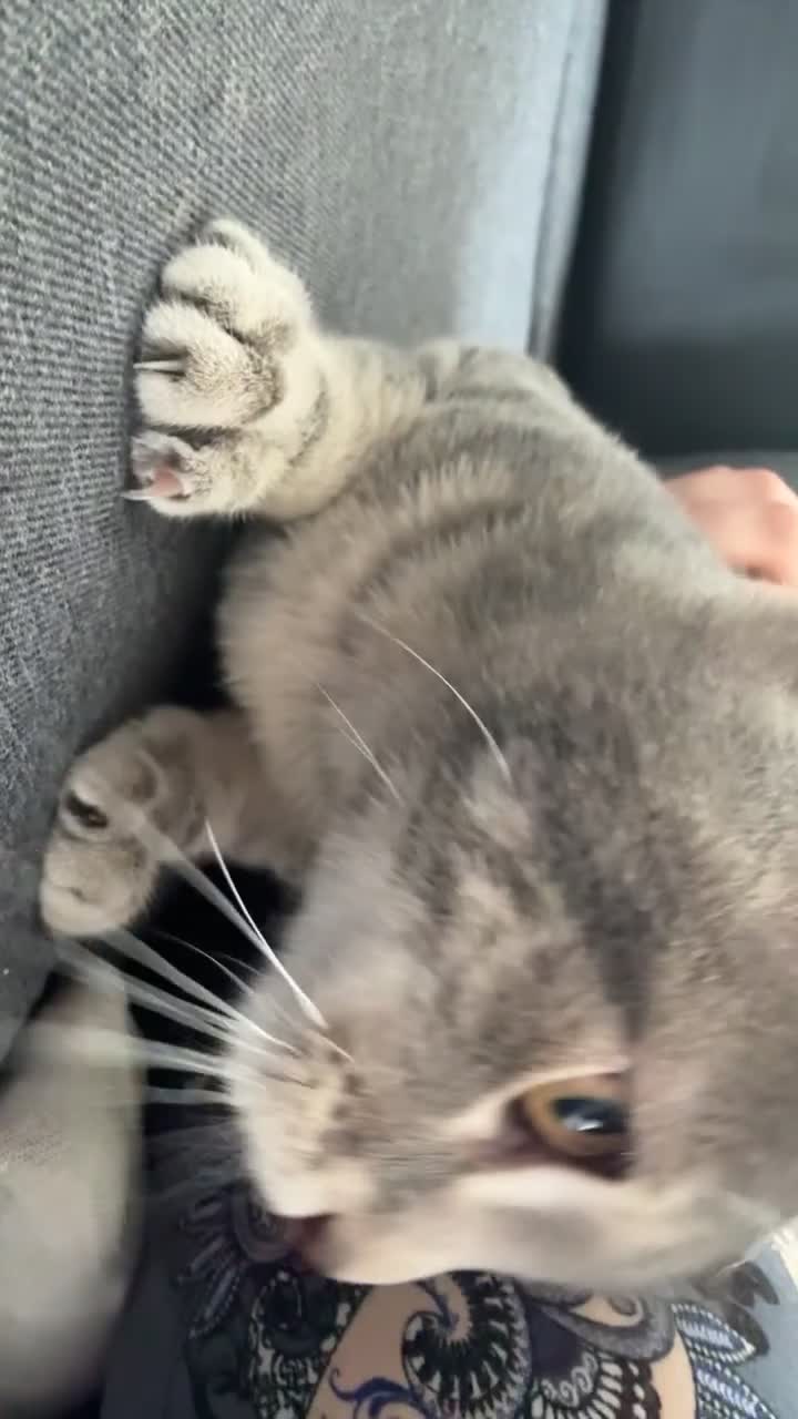 British Shorthair cats for sale: Beautiful gray cat for sale in Ilford - Video 1