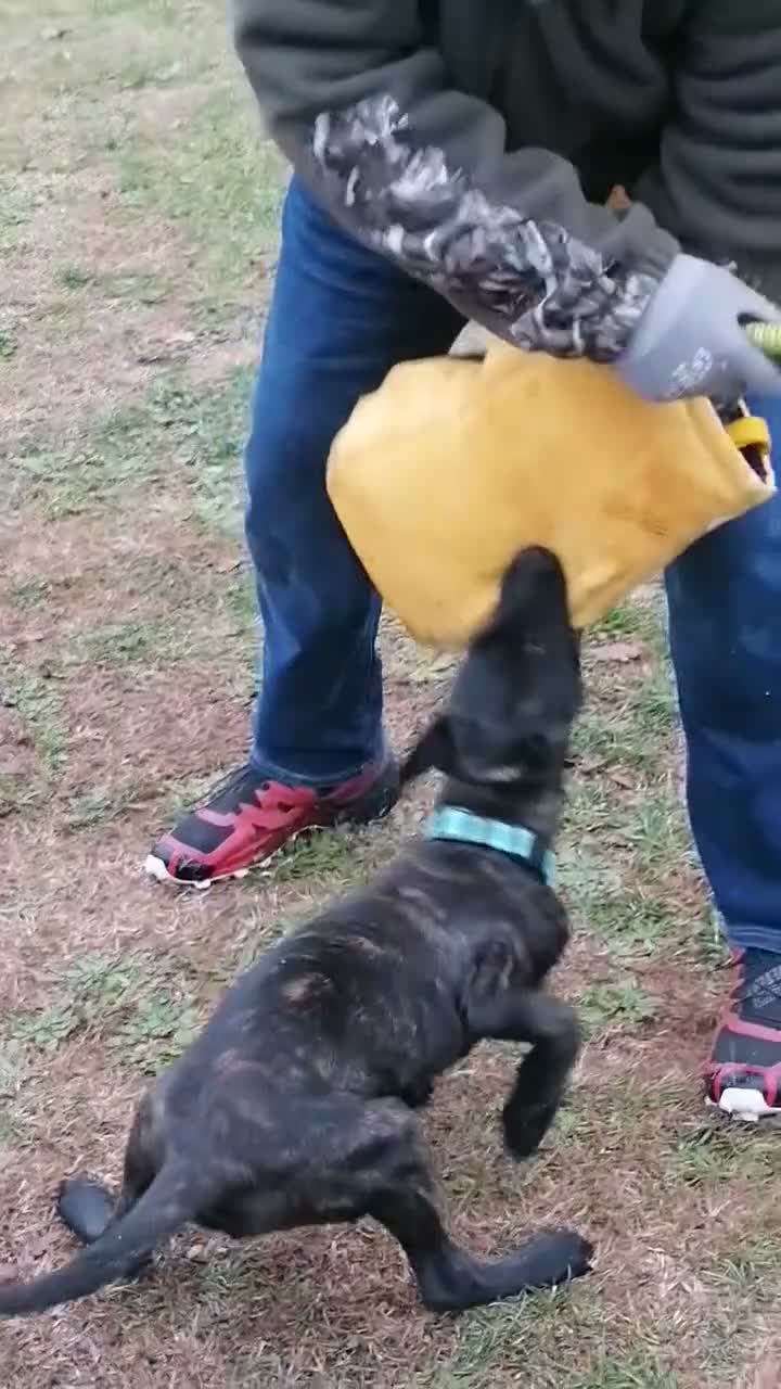 Belgian Shepherd Dog dogs for sale: Pure FCI Dutch Shepherd import  - Video 1