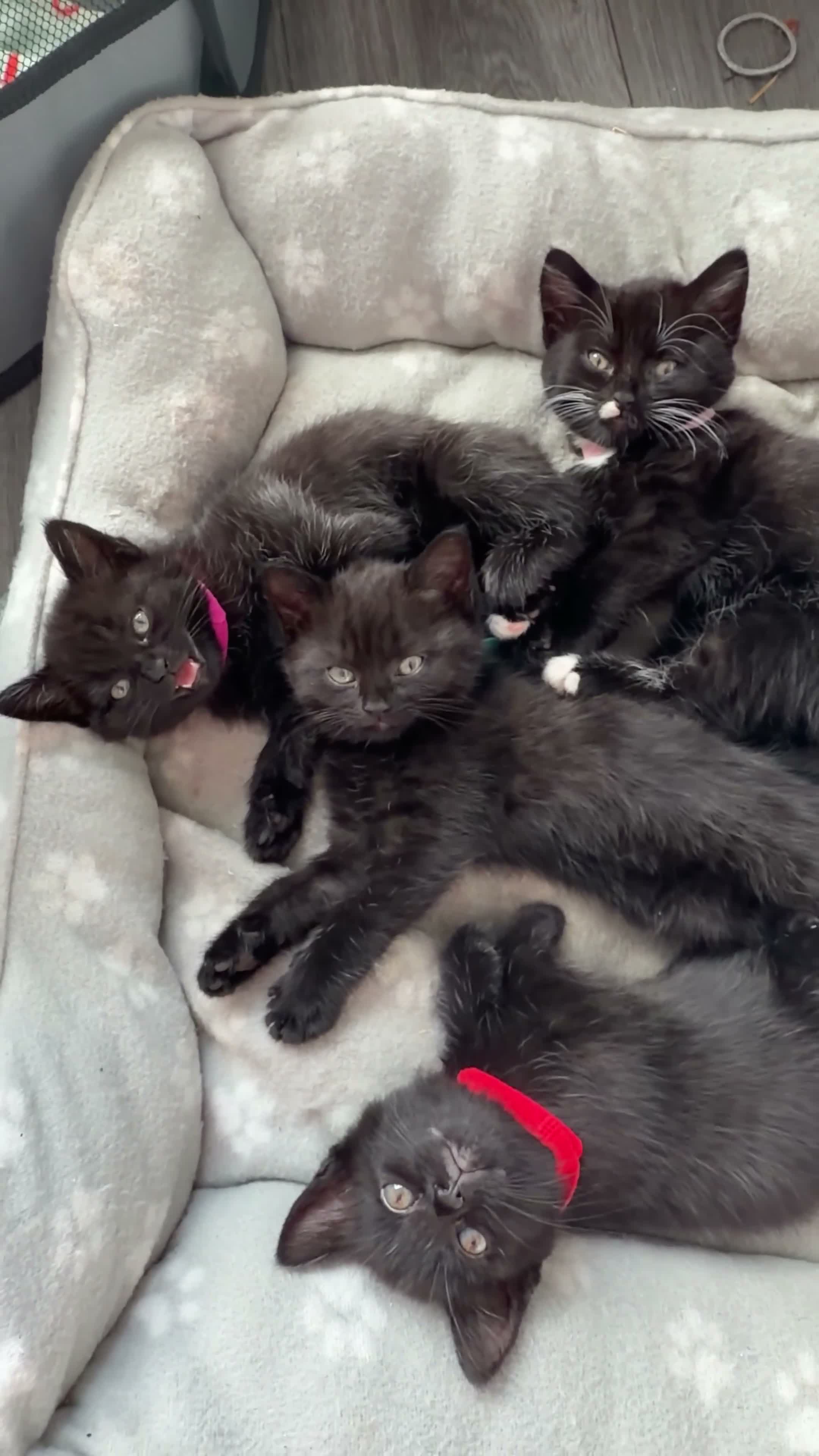 Persian cats for sale: Black miniature long haired Persian mixed kittens in Liverpool - Video 1