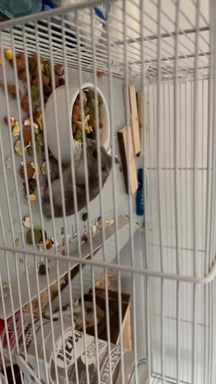 Hamster rodents for sale: Russian dwarf hamster  - Video 1