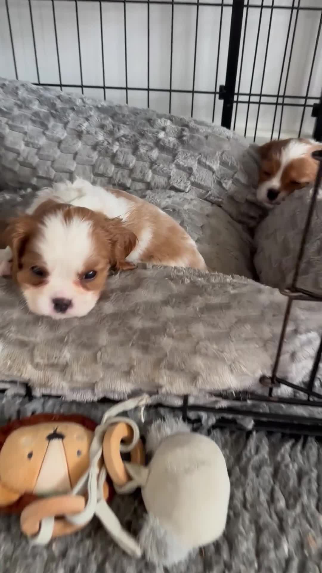 Cavalier King Charles Spaniel dogs for sale: Fully Health Tested Blenheim CKCS Puppies - Video 2