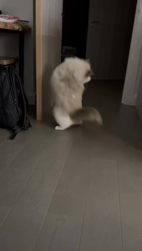 Ragdoll cats for sale: Beautiful ragdoll for Rehome  - Video 2