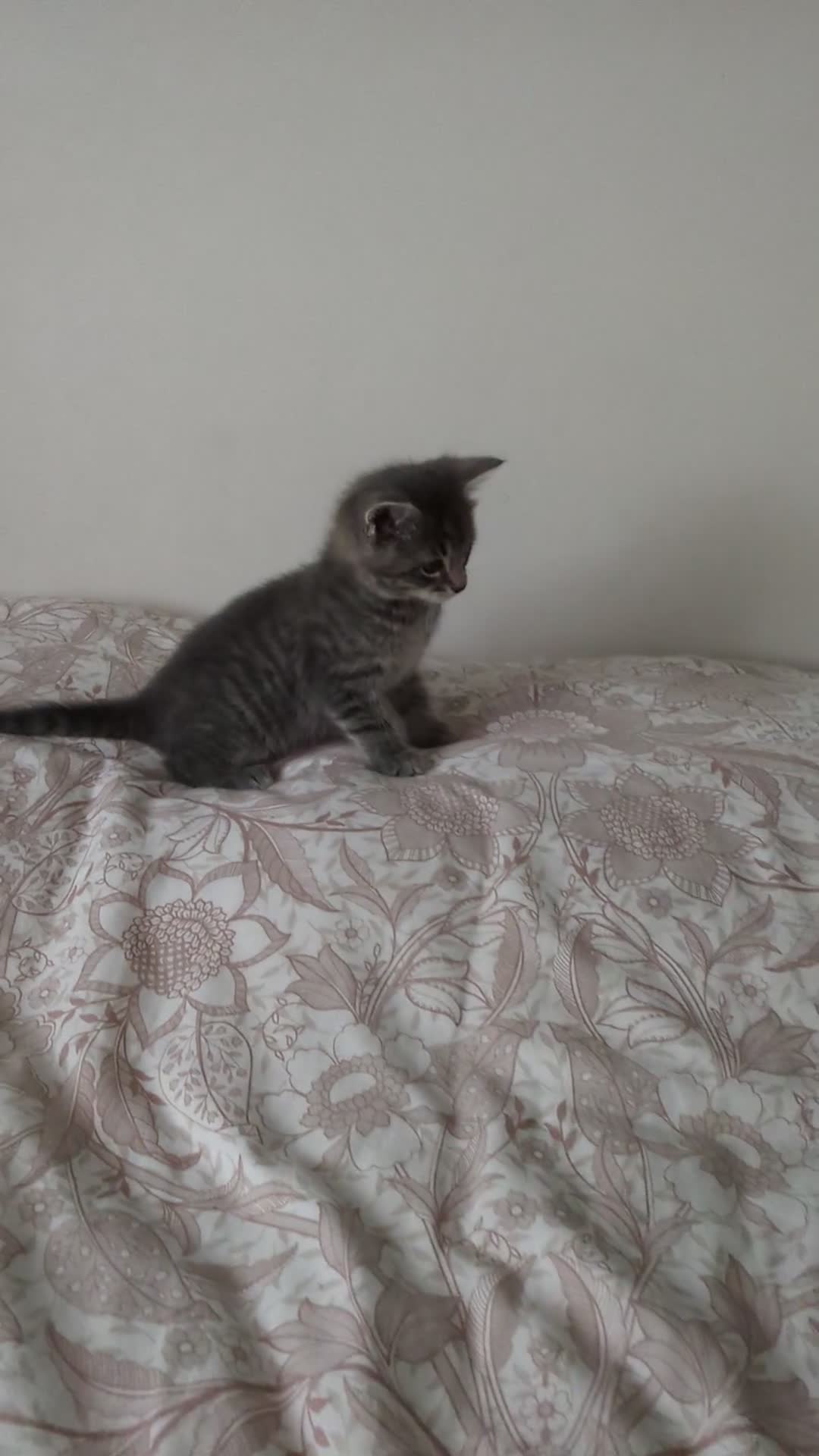Bengal cats for sale: Bengal kittens Ready to leave now  - Video 3
