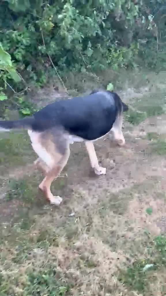 Mixed Breed dogs for adoption: Apollo needs his forever home in Amersham - Video 3