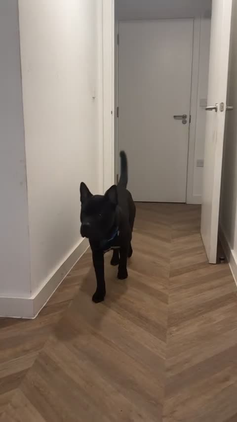 Mixed Breed dogs for sale: Chow Chow Frenchie Pup in Chelmsford - Video 1
