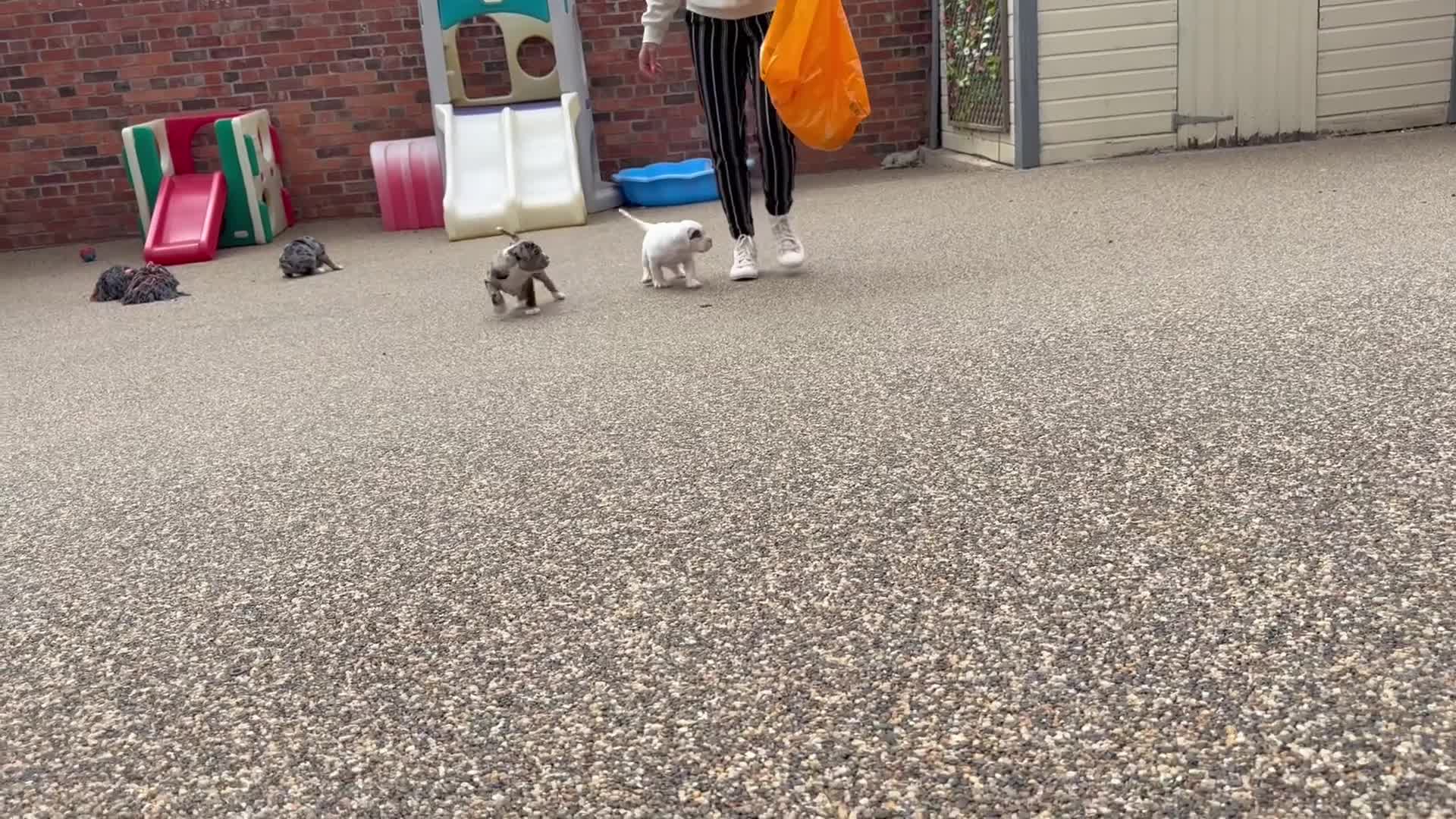 Olde English Bulldogge dogs for sale: Olde English Bulldogge puppies - Video 2
