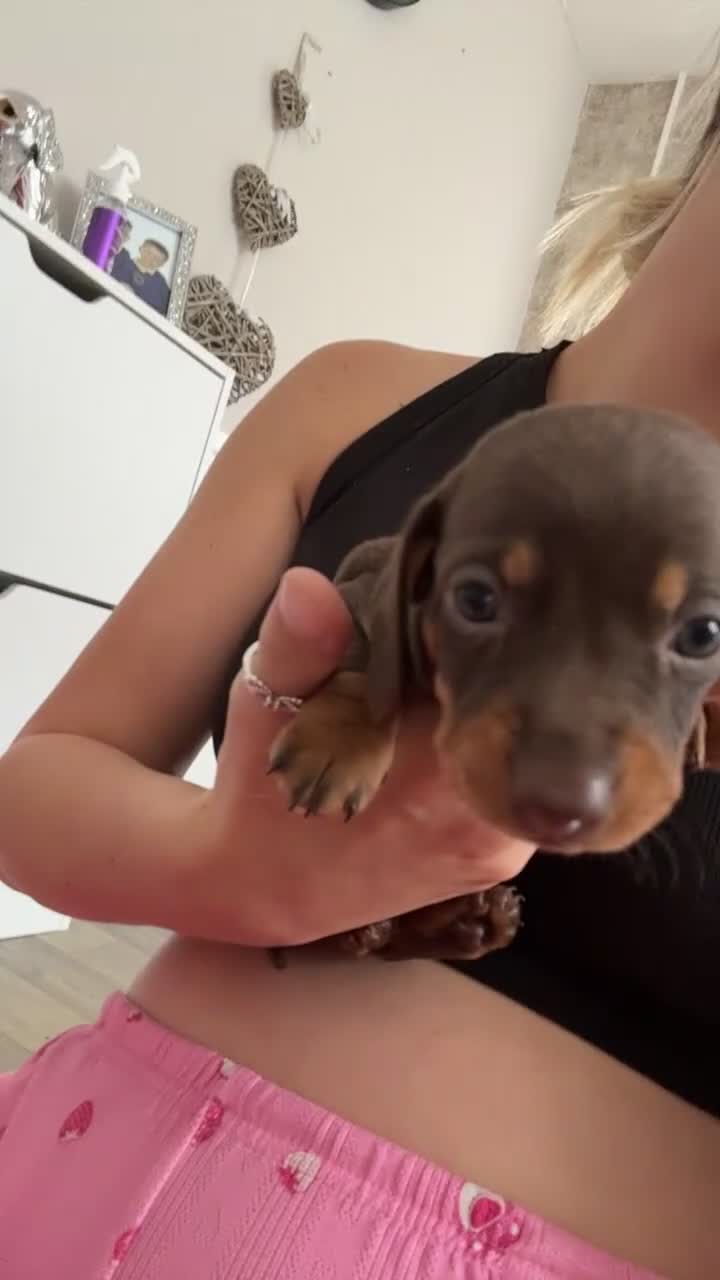 Dachshund dogs for sale: Male dachshunds- please read full description  in Merthyr Tydfil - Video 3