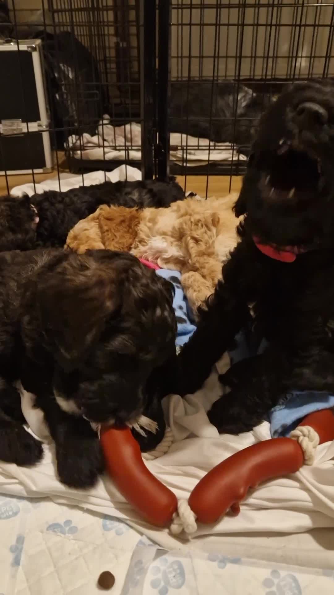 Cockapoo dogs for sale: F1b Cockapoos  - Video 1