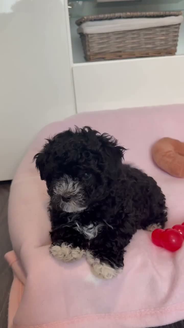 Maltipoo dogs for sale: 💖Maltipoo Baby Girl 💖 - Video 1