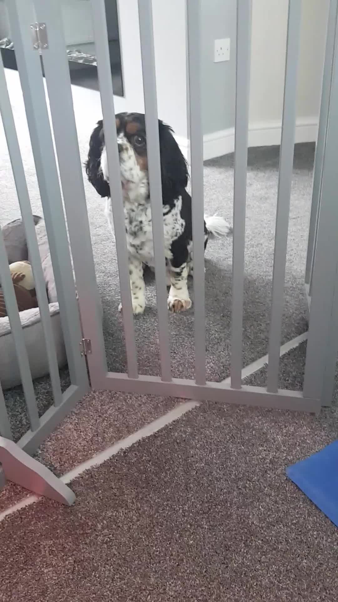 Cavalier King Charles Spaniel dogs for sale: 2 Cavalier king Charles puppies left - Video 2