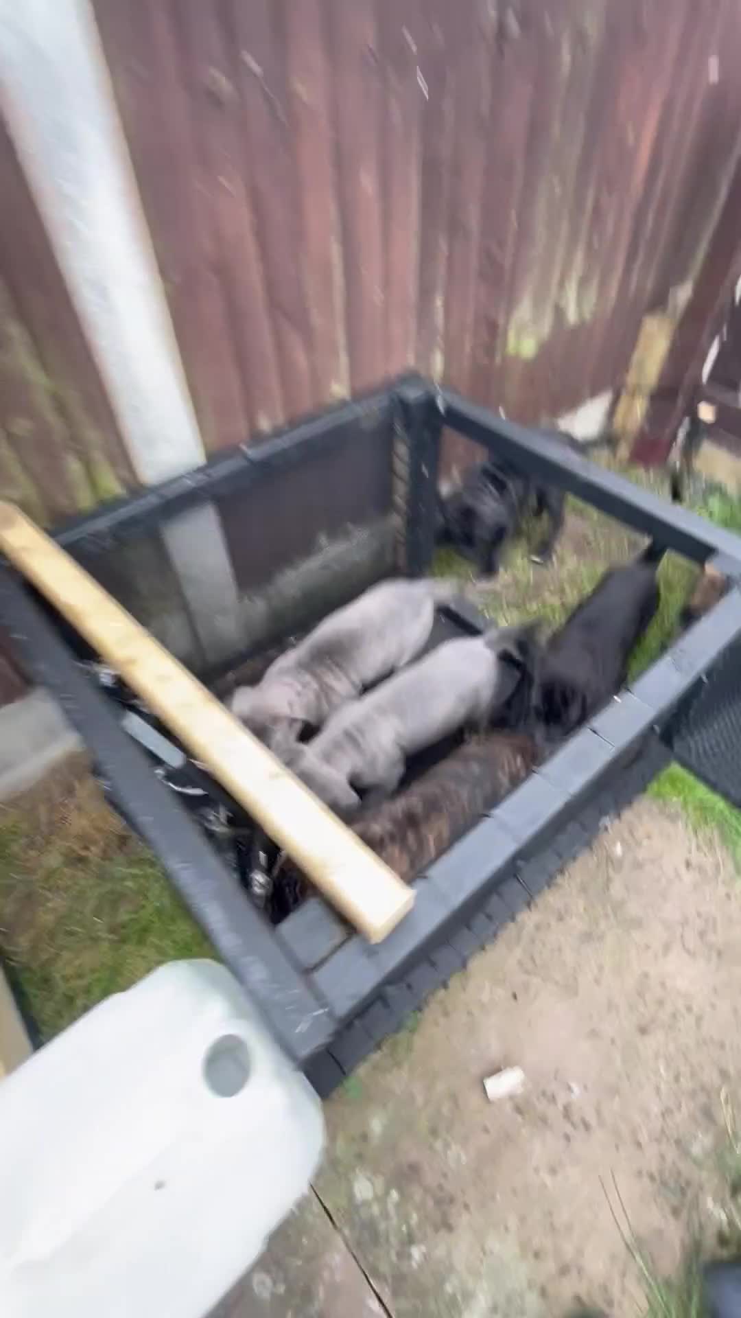 Cane Corso dogs for sale: Cane Corso Female Puppy, Grand Champion Bloodline - Video 3