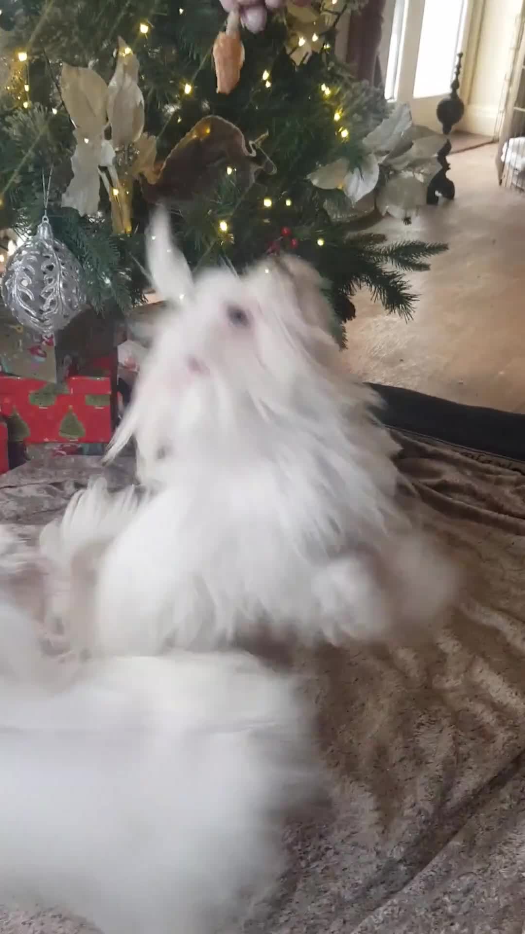 Maltese dogs for sale: KC Registered Maltese Puppies - Video 2