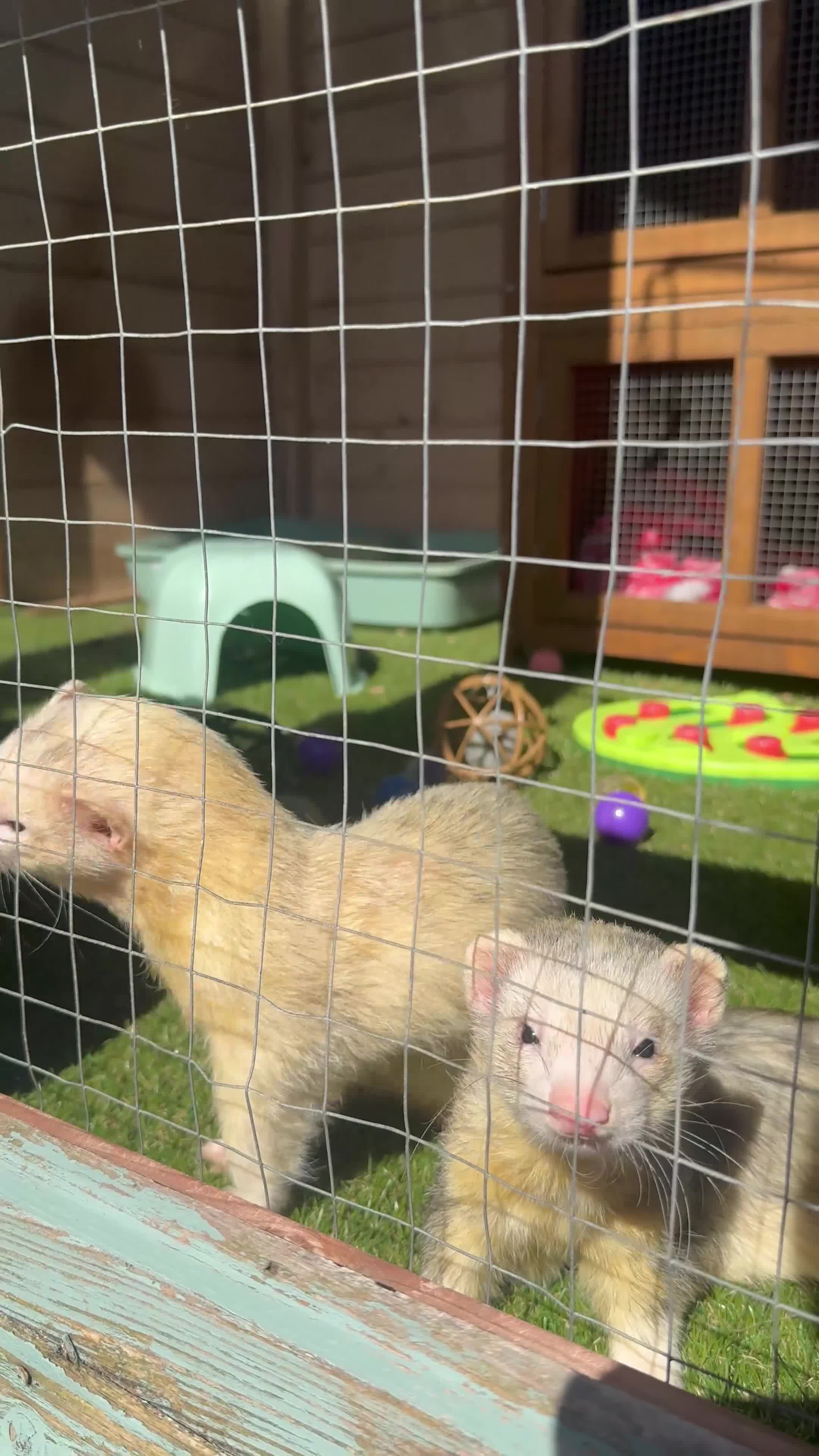 Ferret rodents for sale: Ferret Kits Due Soon - Video 1