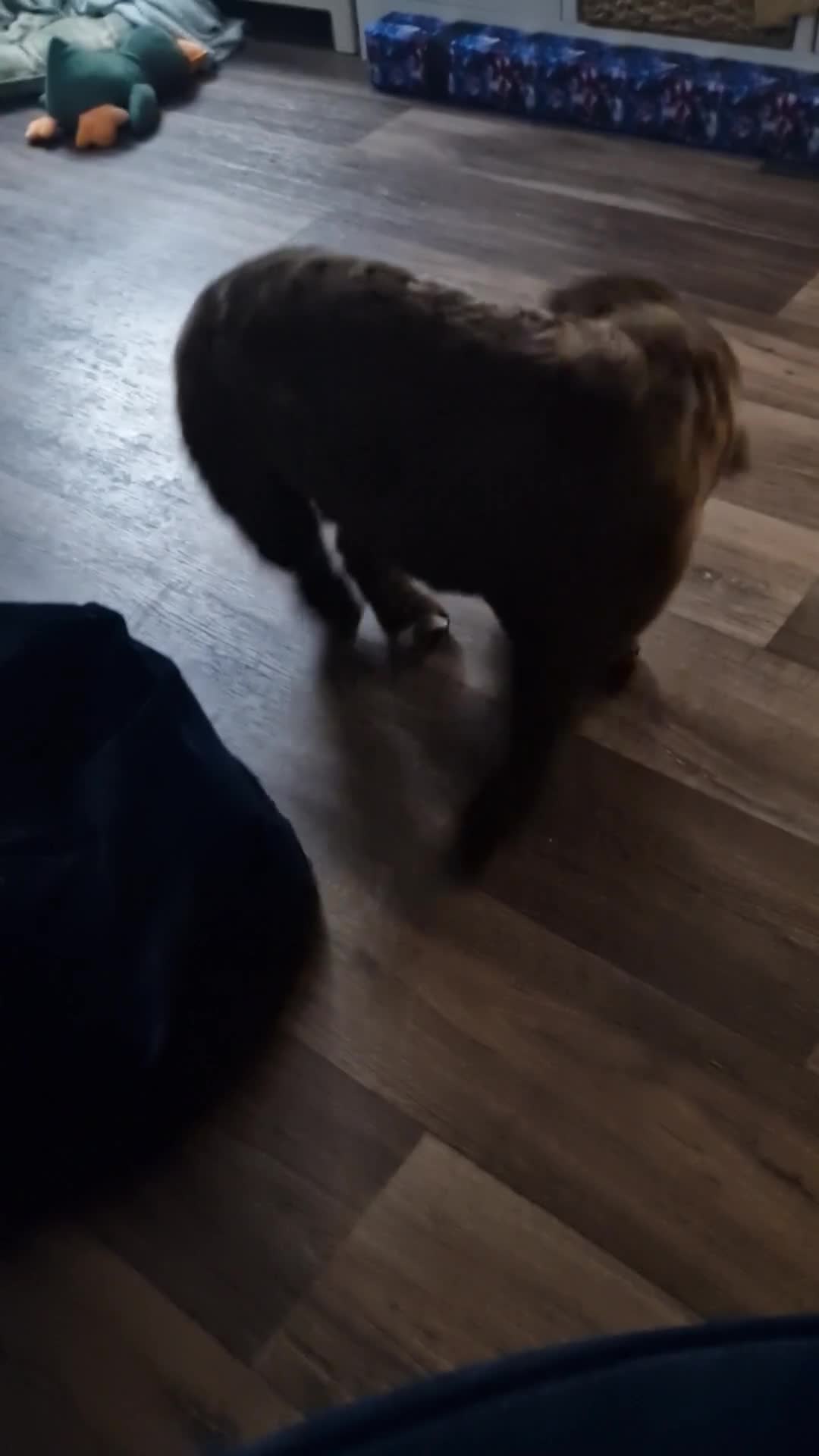 Cockapoo dogs for sale: MALE Cockapoo for sale - Video 2