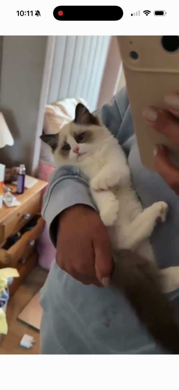 Ragdoll cats for sale: 🏆 RAGDOLL KITTENS 🏆 SHOW QUALITY  - Video 3