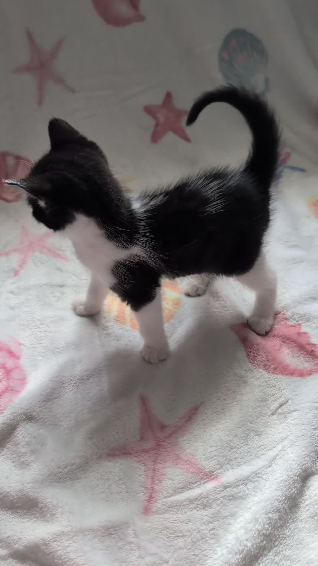 Domestic Shorthair cats for sale: Beautiful little kittens  in Middlesbrough - Video 1