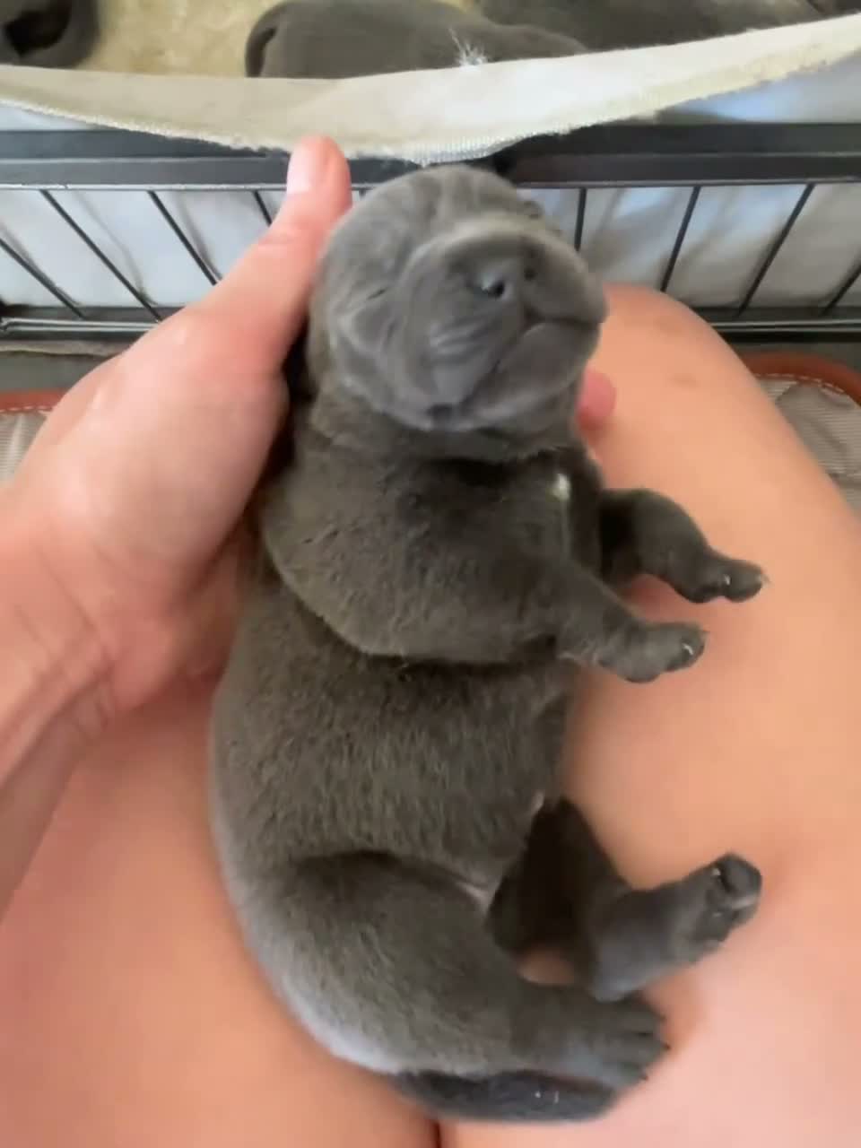 Staffordshire Bull Terrier dogs for sale: Blue Champion Bloodline in Kidderminster - Video 1