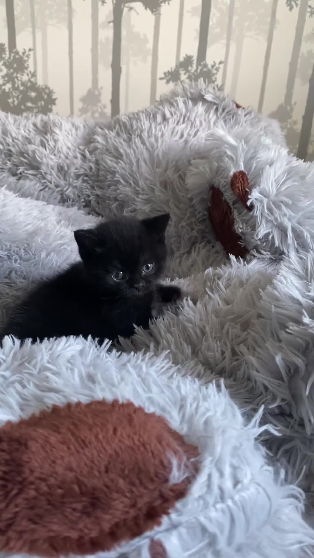 British Shorthair cats for sale: Stunning Unique Pedigree Black British Shorthair  - Video 2