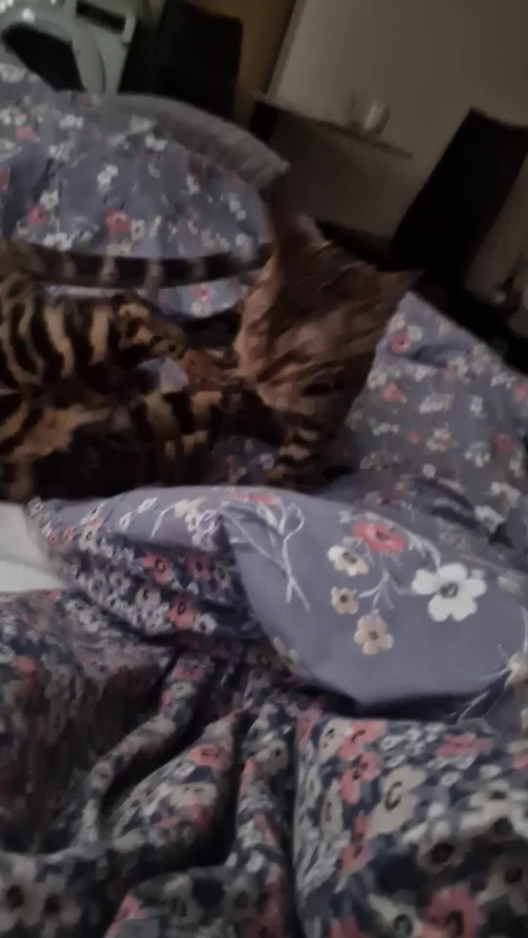 Bengal cats for sale:  🌟 Stunning Bengal Kittens  🌟 🥰🥰 - Video 1