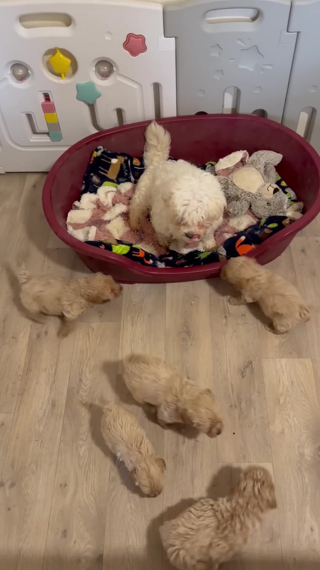 Cavachon dogs for sale: Outstanding Toy Cavapoochon Puppies *last girl * - Video 1