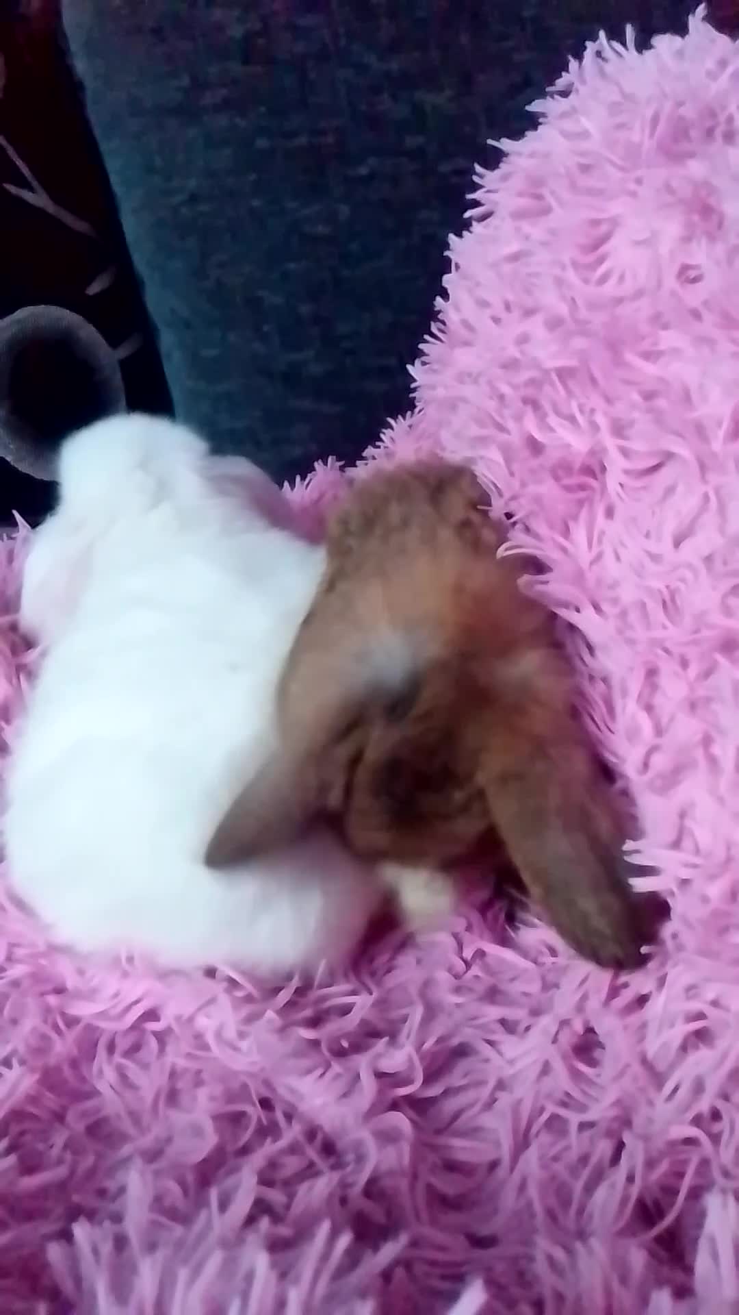 Mini Lop rabbits for sale: Beautiful Mini Lops ready on 14/12 - Video 2