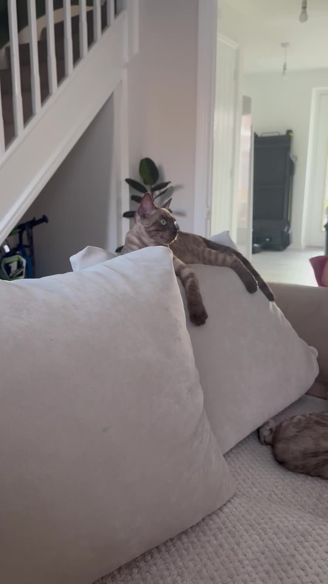 Bengal cats for sale: Beautiful Health Tested Bengals - Video 1